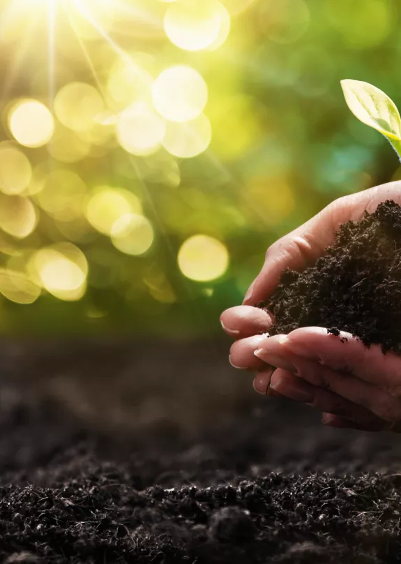 Hands holding a plant