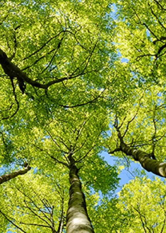 Trees